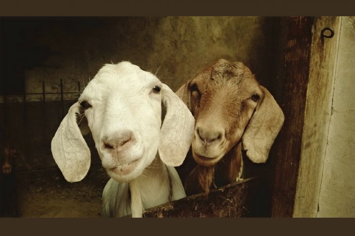 The Trade-off Between Gosht and Eidi